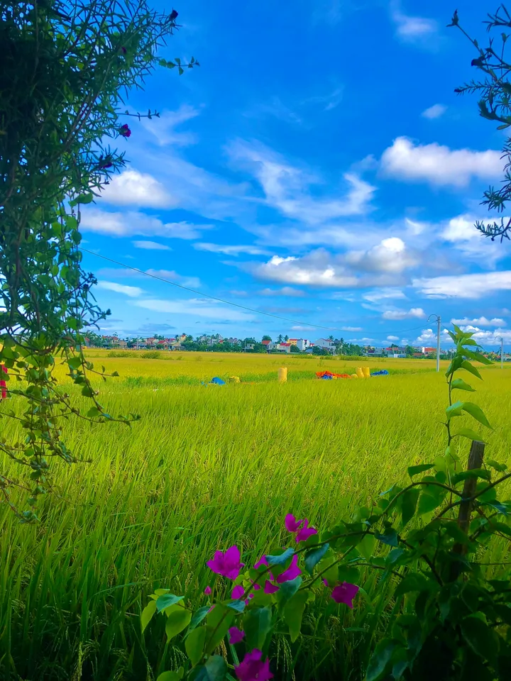 Cơ Hội Đầu Tư Sinh Lời Cao - Đất Mặt Tiền Đường Cửa Đại View Sông View Lúa Hiếm Có (MS495)